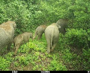 Zoo-Vortragsreihe: „Elefanten in Myanmar“ zum Auftakt